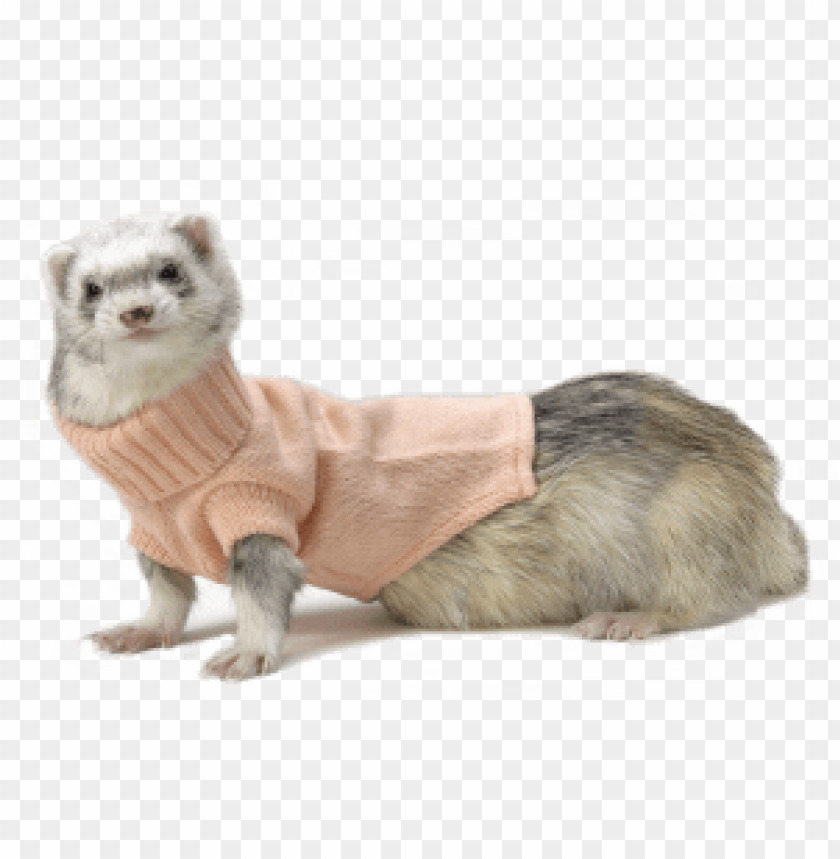 Ferret wearing a cute pink sweater, posing elegantly PNG