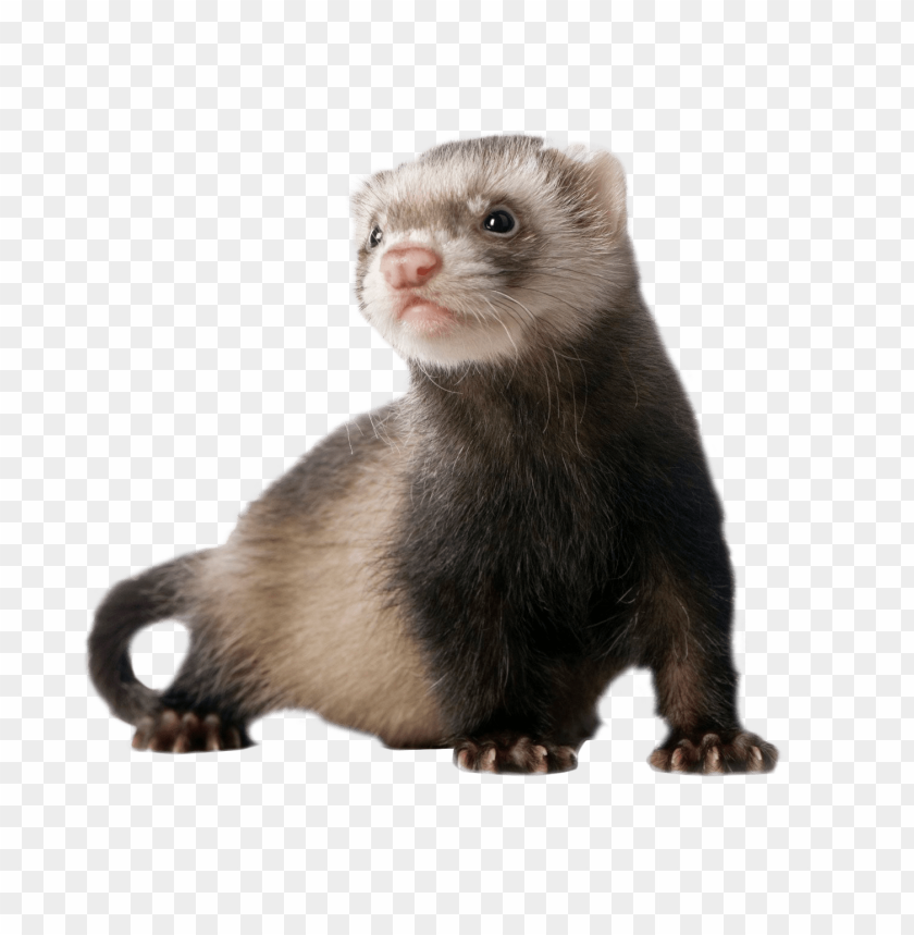 
ferret
, 
ferret standing
, 
brown ferret
