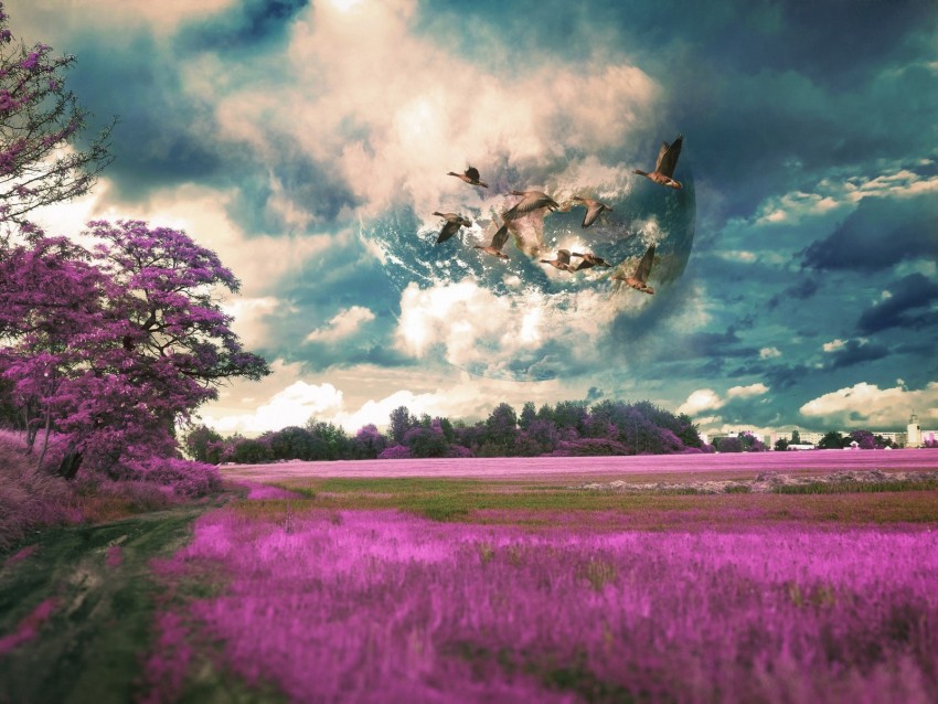 field, birds, photoshop, flight, sky, grass