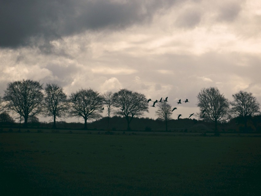 field, birds, trees, twilight, clouds