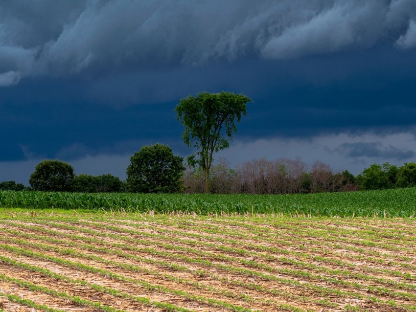 field, clouds, trees, stormy, landscape