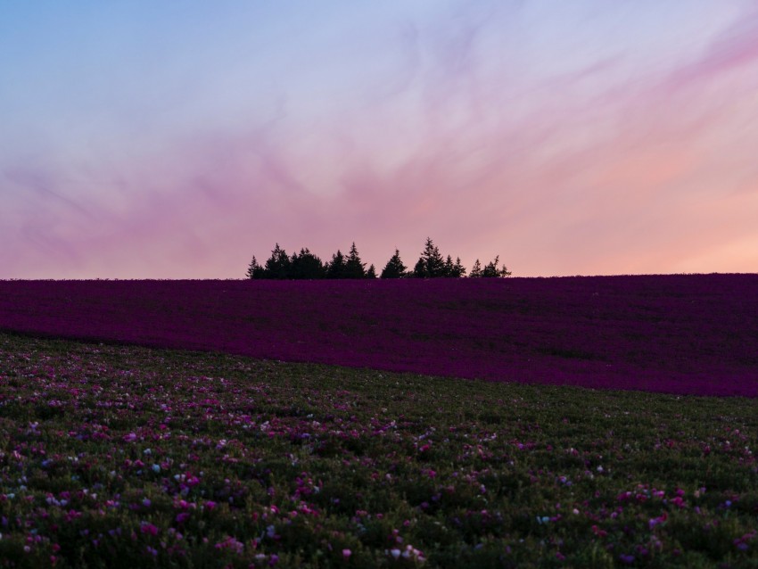 field, flowers, bloom, hill, trees