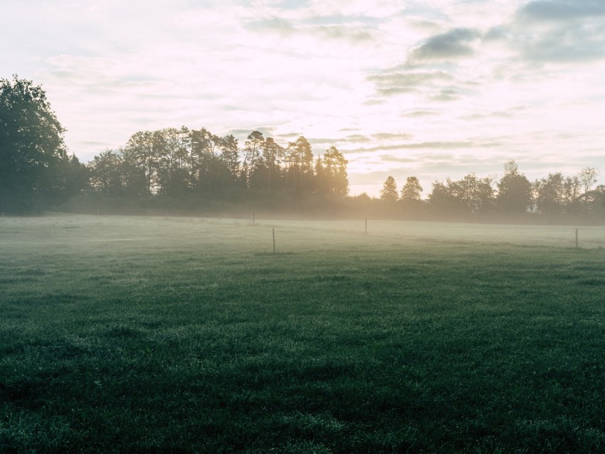 Field Fog Grass Trees Dawn Sunrise Background