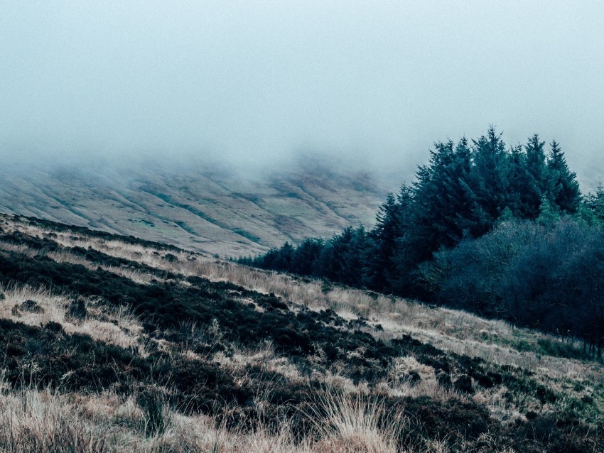 field, grass, fog, overcast