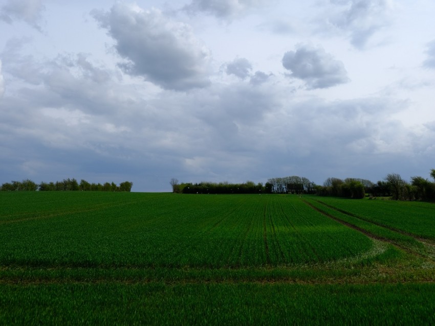 field, grass, horizon, clouds