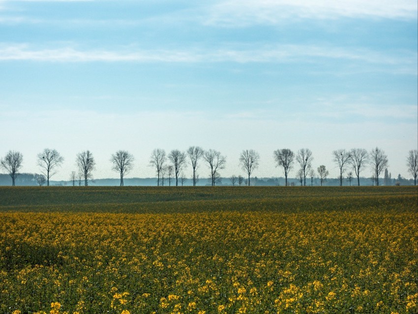 Field Grass Sky Flowers Trees Summer Background