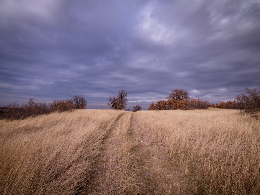 Field Grass Trees Sky Clouds Background