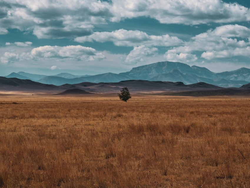 field, horizon, tree, lonely, clouds