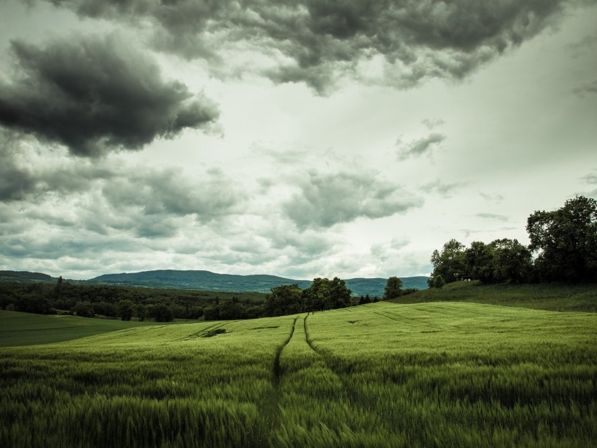 Field Rye Landscape Hills Relief Trees Agriculture Background