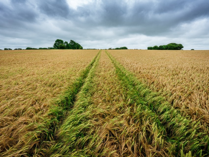 field, rye, spikelets, harvest, landscape