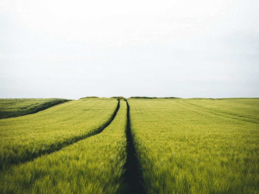 field, rye, traces, horizon, landscape