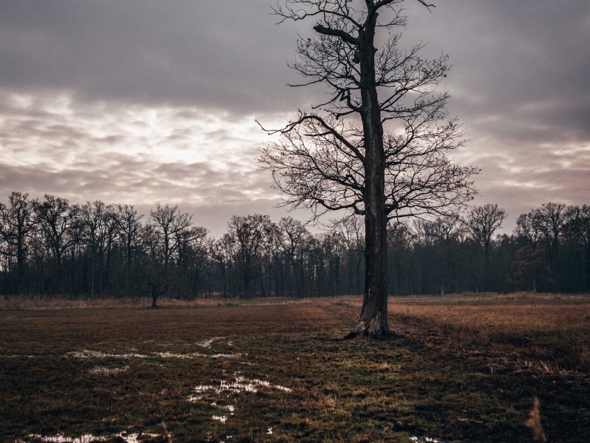 field, tree, autumn, overcast, twilight