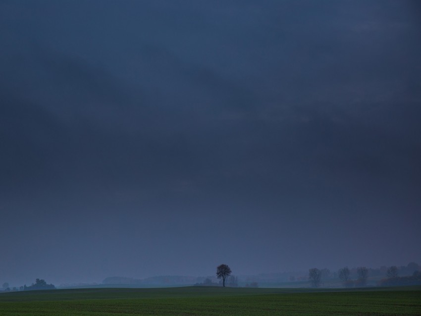 field, tree, fog, landscape