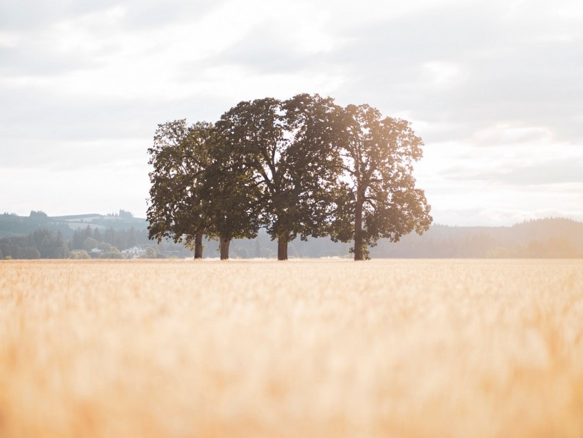 Field Trees Landscape Sunlight Nature Background