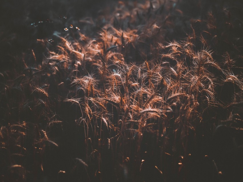 Field Wheat Dark Shadow Spikelets Background