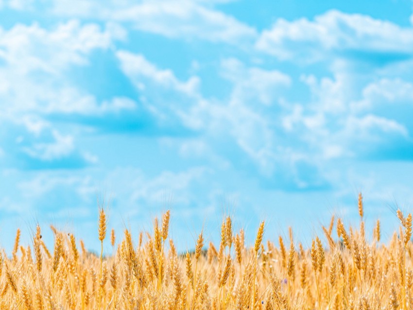 Field Wheat Spikelets Sky Clouds Background