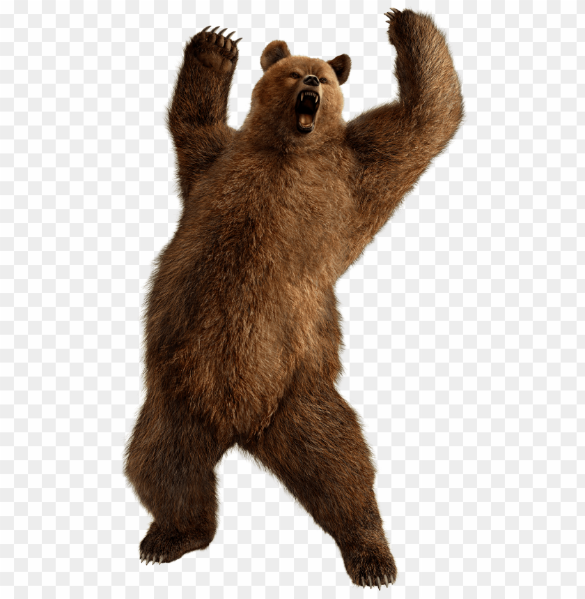 Fighting Bear PNG Transparent Background