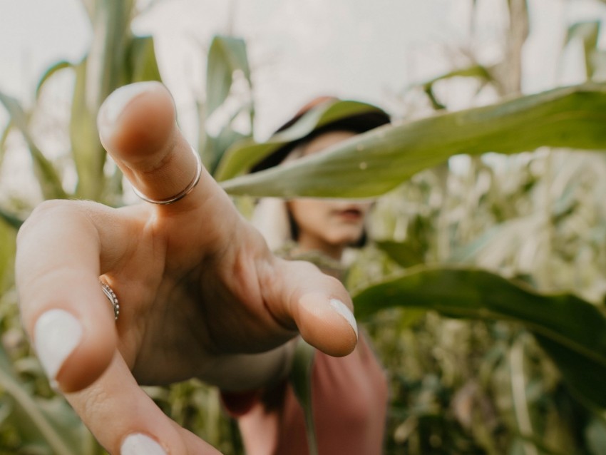 fingers, hand, touch, leaves, silhouette