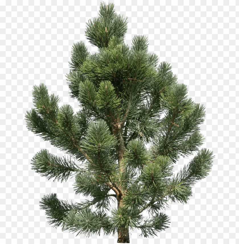 
fir
, 
tree
, 
christmas tree
, 
coniferous trees
