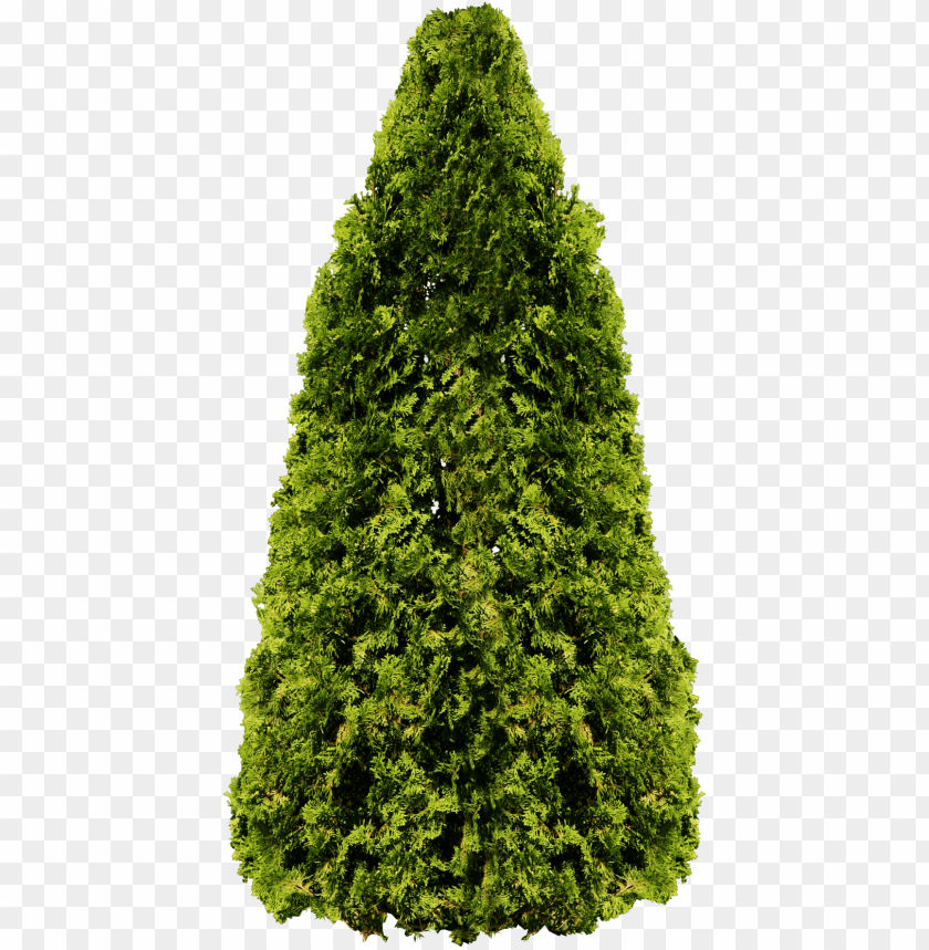 
fir
, 
tree
, 
christmas tree
, 
coniferous trees
