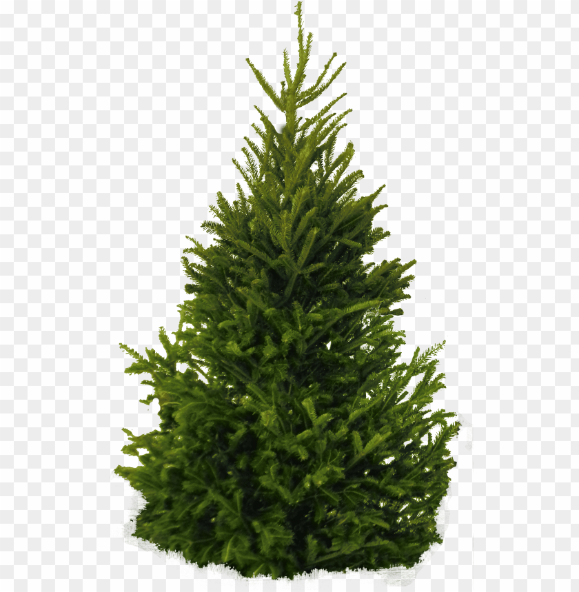 
fir
, 
tree
, 
christmas tree
, 
coniferous trees
