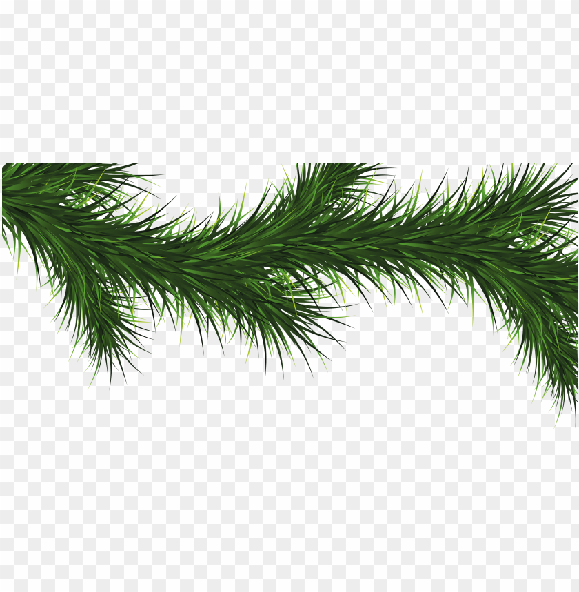 
fir
, 
tree
, 
christmas tree
, 
coniferous trees
