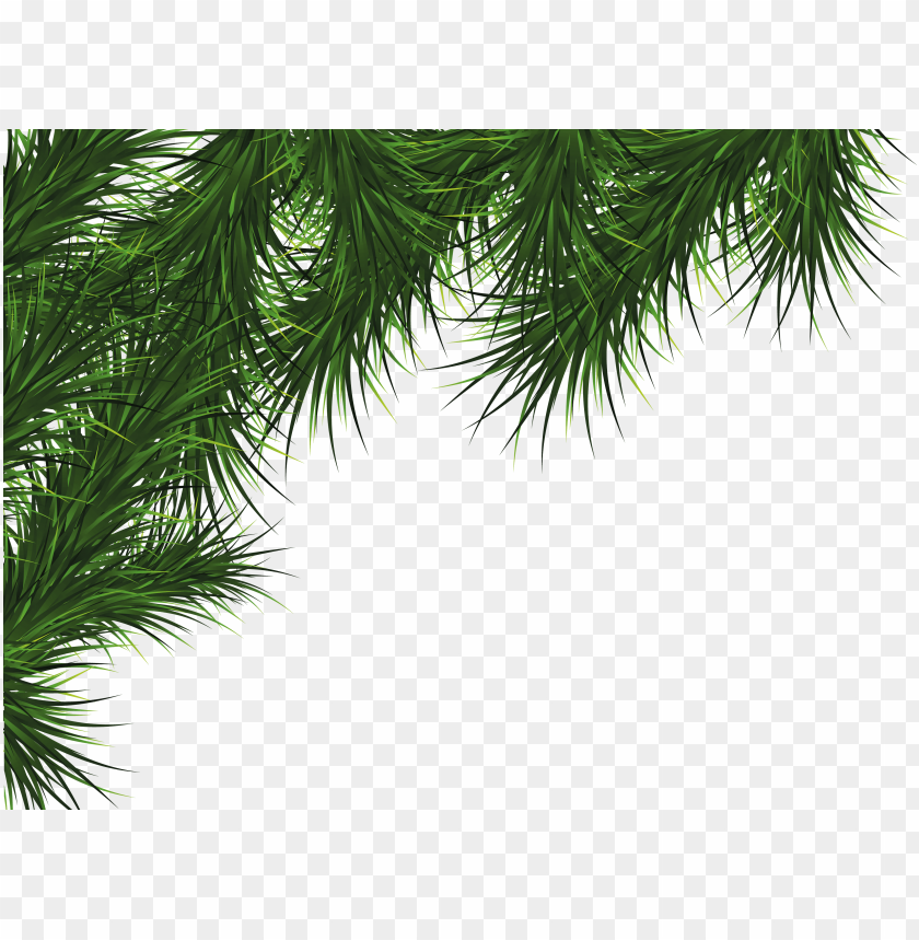 
fir
, 
tree
, 
christmas tree
, 
coniferous trees
