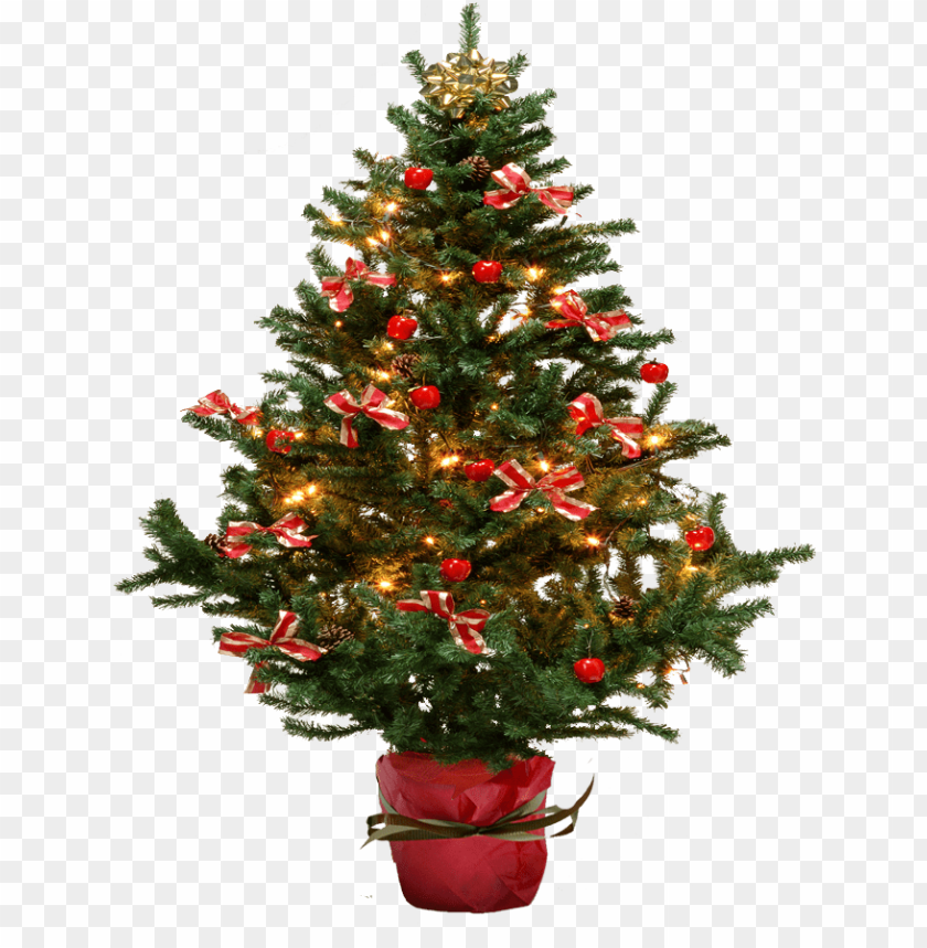 
fir
, 
tree
, 
christmas tree
, 
coniferous trees
