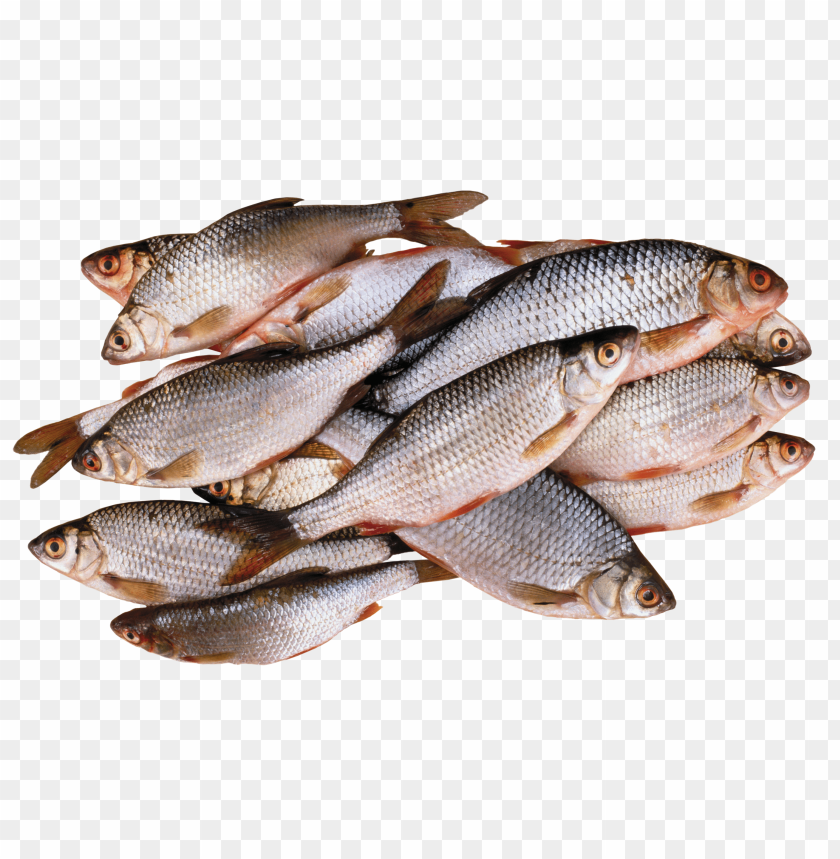 A pile of fresh fish with shiny scales and pinkish hues PNG