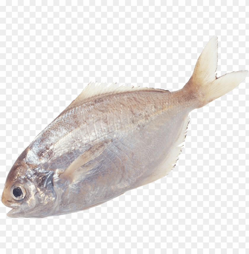 Close-up of a shiny, silver fish with fins and tail on a transparent background PNG