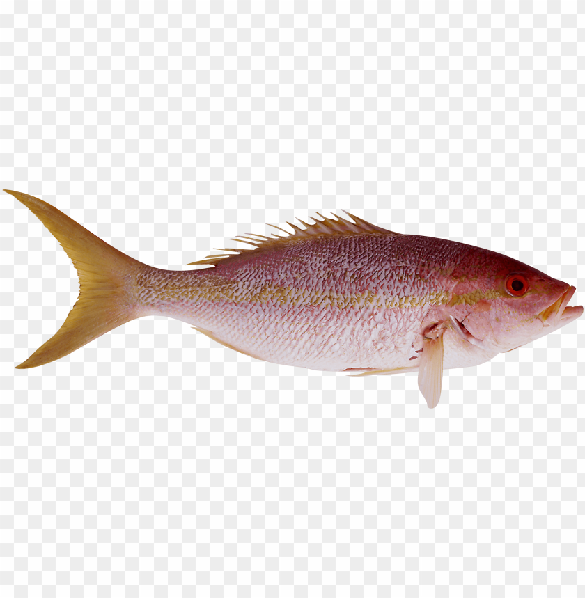 A vibrant pink fish with yellow fins swimming underwater PNG