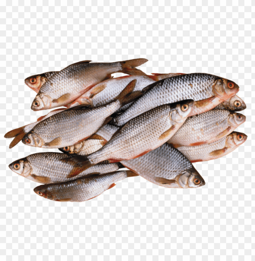 A pile of fresh, silver fish with a sleek appearance PNG