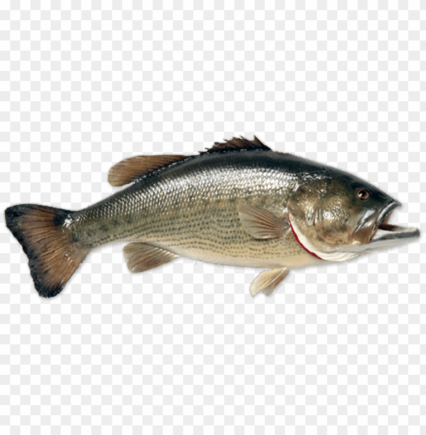 Realistic illustration of a largemouth bass fish on a transparent background PNG