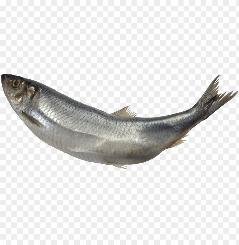 Fresh silver fish on a transparent background, ideal for seafood topics PNG