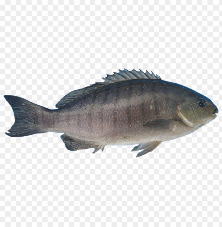 Realistic illustration of a freshwater fish swimmi PNG