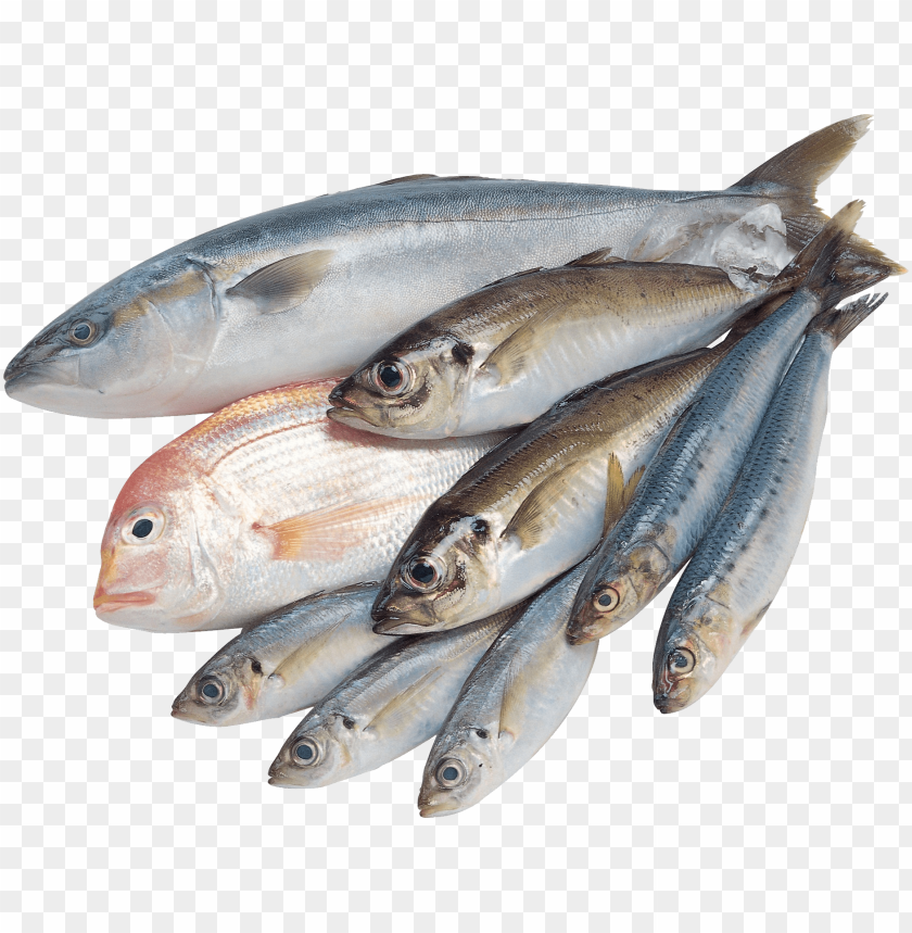 Variety of fresh fish arranged neatly on a transparent background PNG