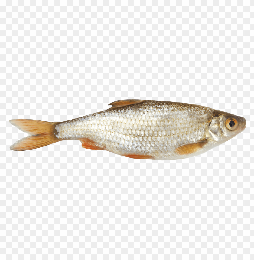 Translucent fish with silver scales and orange fins on a transparent background PNG