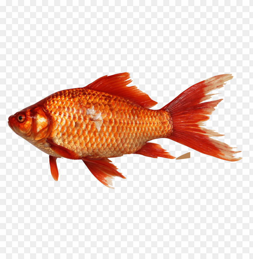 Vibrant orange goldfish with flowing fins and scales swimming gracefully PNG