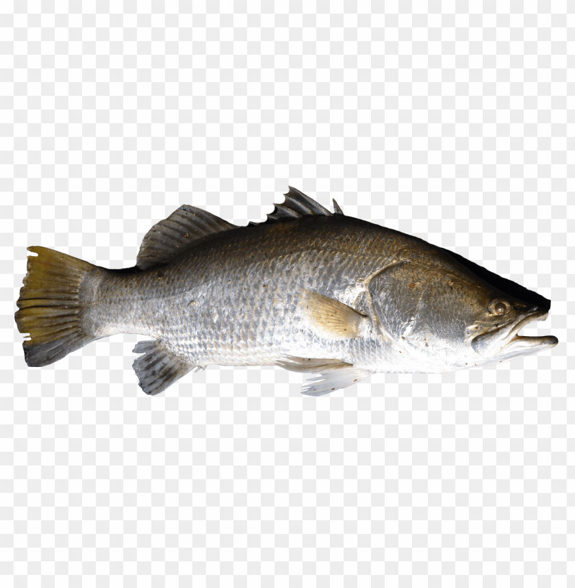 Realistic image of a freshwater fish with a sleek body PNG