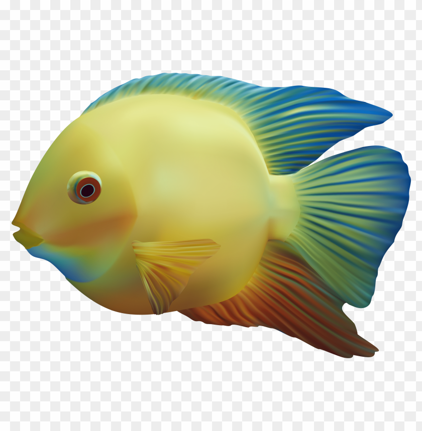 fish png,fish,fish transparent background,fish file png,fish clipart,fish png images,fish png clipart