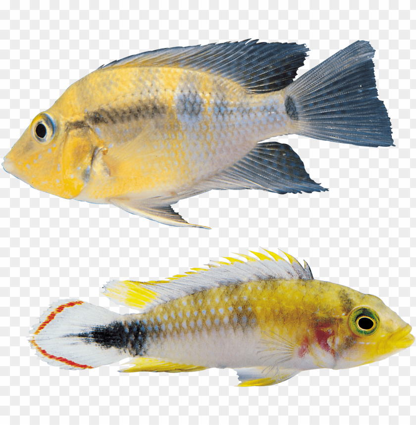 Two colorful cichlid fish, one yellow with spots and another bright with yellow and red PNG