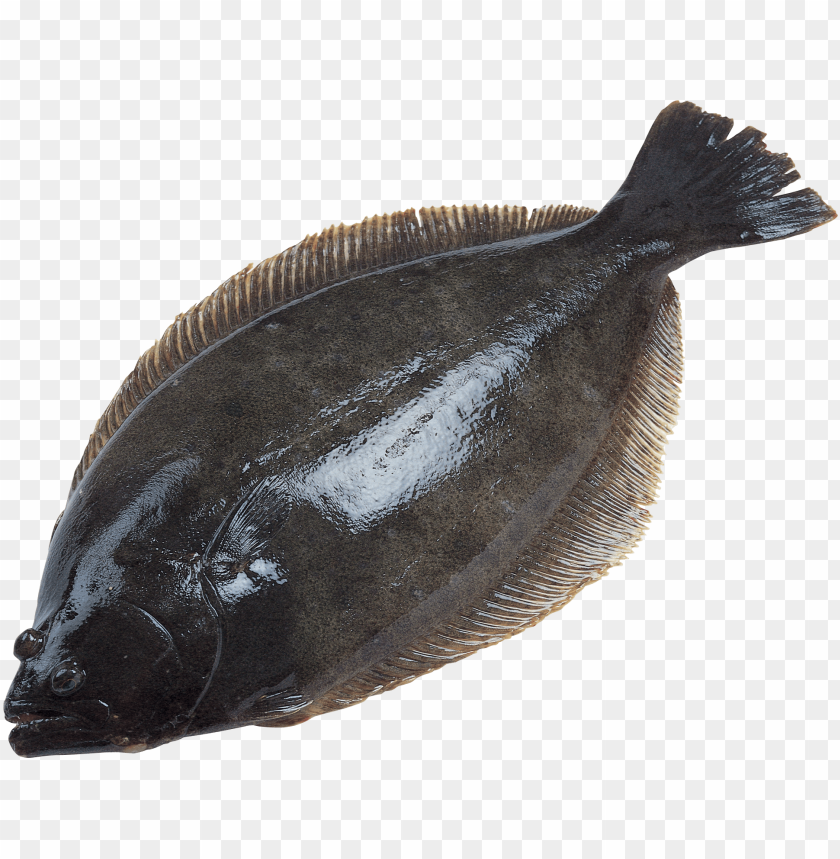 A flat fish with dark skin, commonly known as flounder PNG