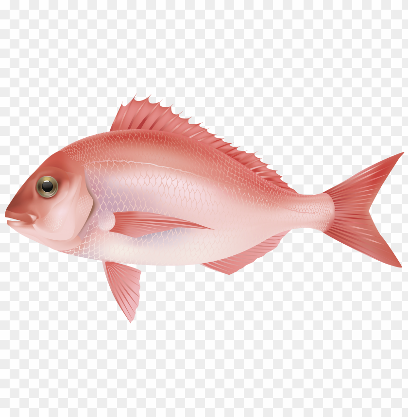 Illustration of a pink fish with fins and scales PNG