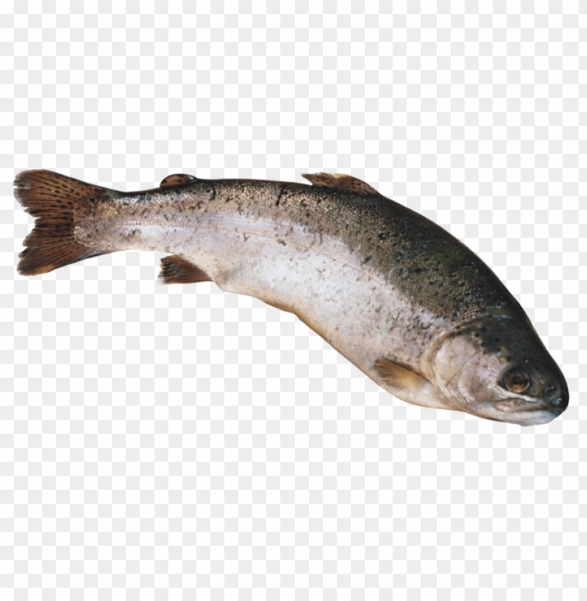 Realistic illustration of a rainbow trout fish on a transparent background PNG