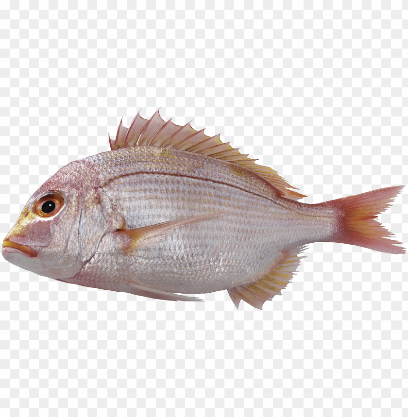 fish png,fish,fish transparent background,fish file png,fish clipart,fish png images,fish png clipart