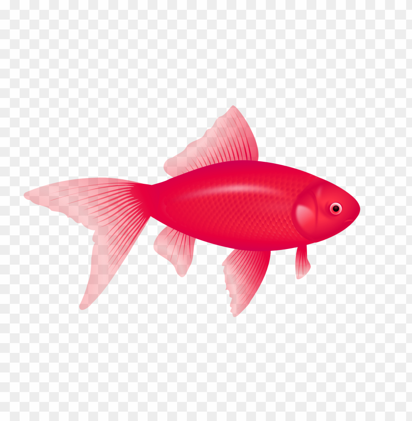 Illustration of a vibrant red goldfish swimming gracefully PNG