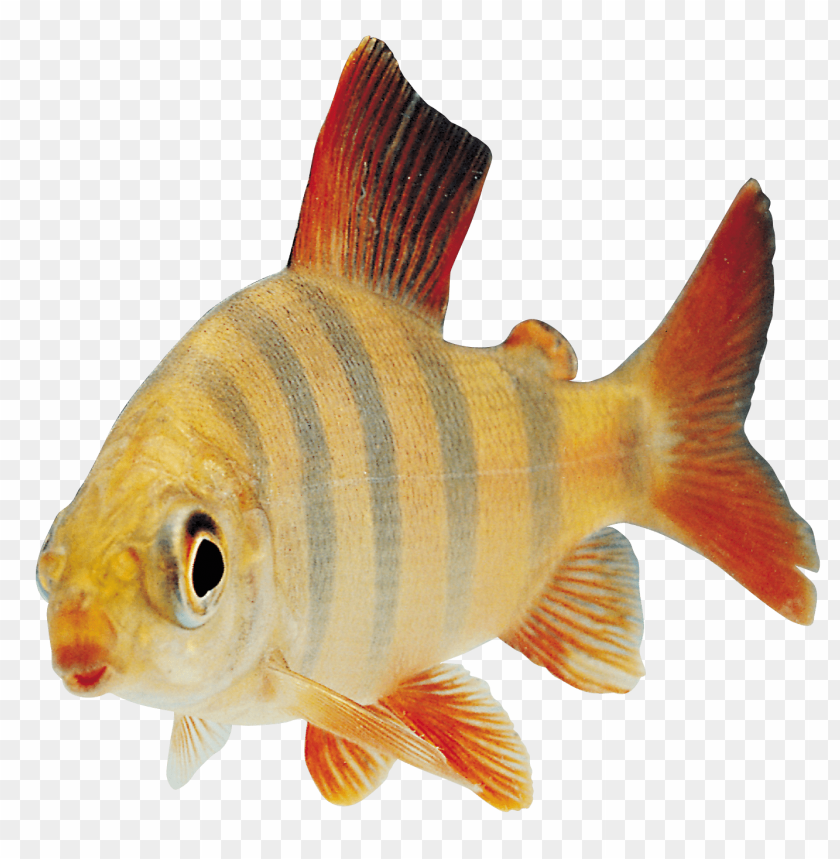 Striped fish with orange and yellow colors swimming gracefully PNG