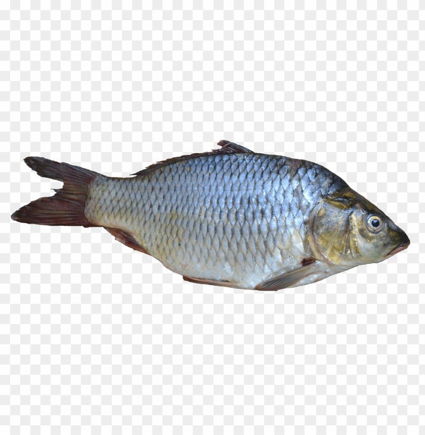 A fresh, silver fish on a transparent background PNG