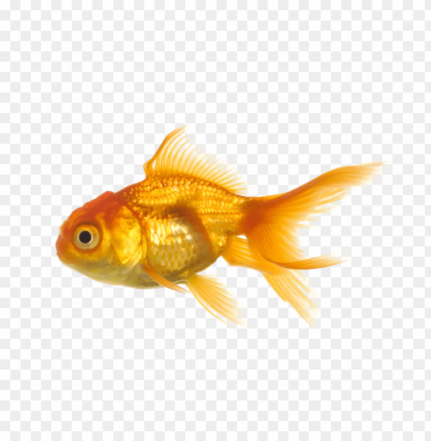 A vibrant goldfish swimming gracefully on a transparent background PNG