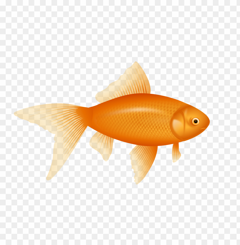 A vibrant orange goldfish swimming gracefully PNG